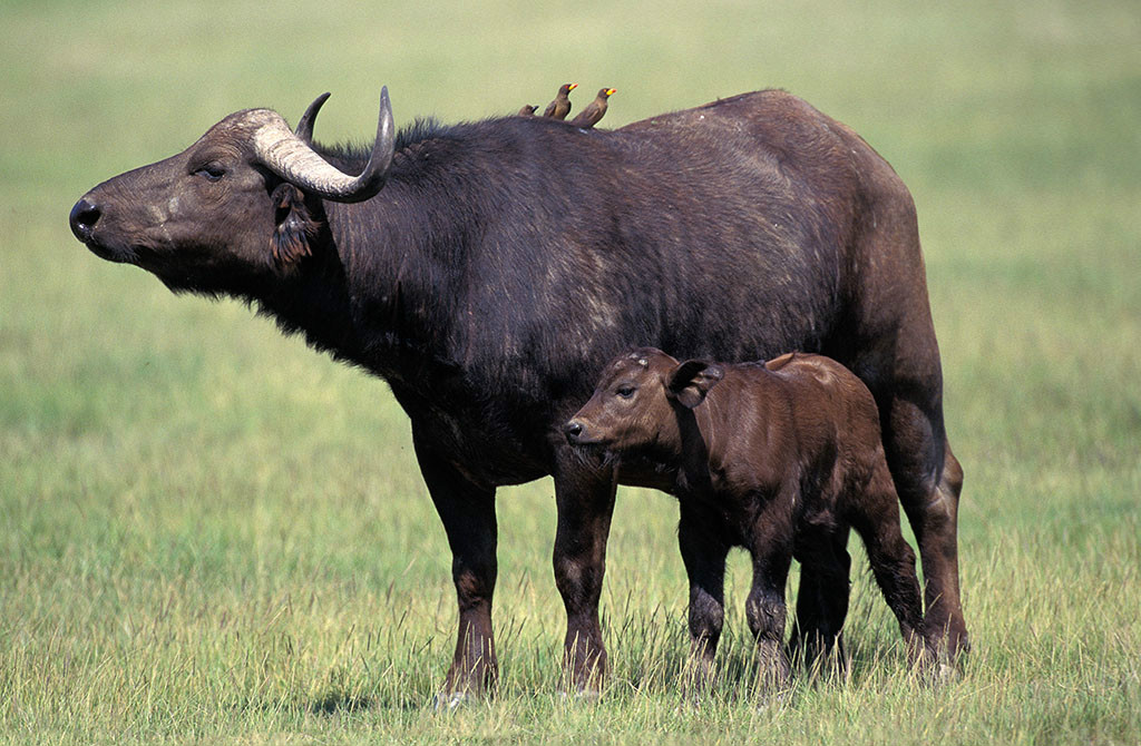 非洲野牛屬