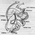 側枝循環 側枝循環