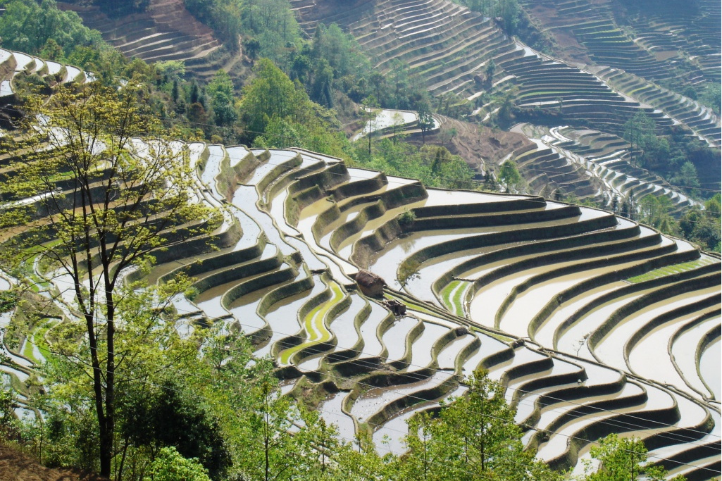 茂坡嶺梯田 茂坡嶺梯田