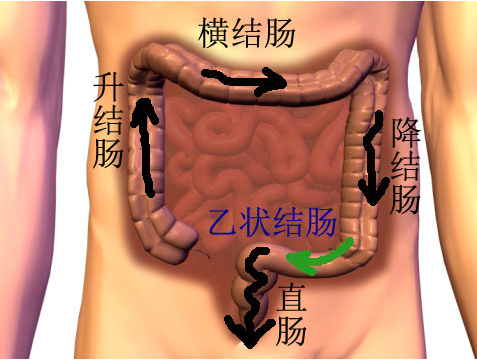 人體腸道結構圖