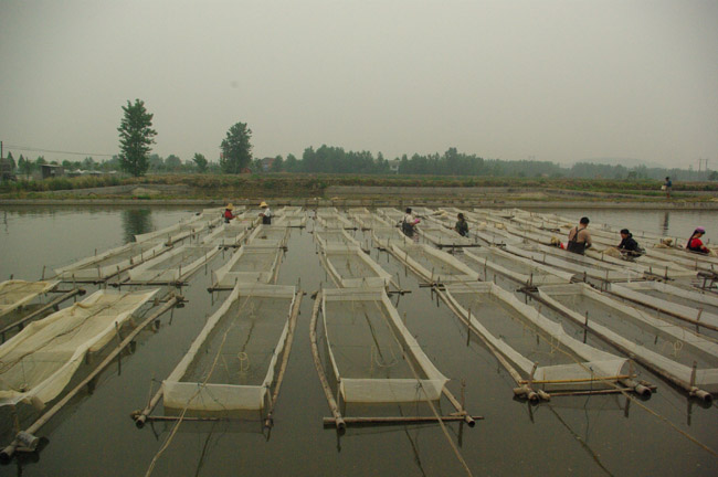現代農業建設項目--鱖魚孵化基地生產場景