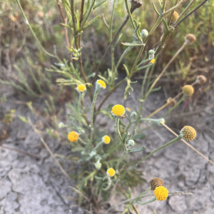 Hymenoxys cabrerae