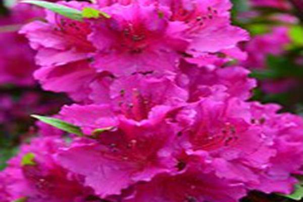 Rhododendron \x27Girard\x27s Fuchsia\x27 Rhododendron \x27Girard\x27s Fuchsia\x27