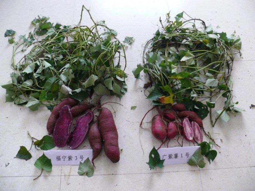 福寧紫3號 福寧紫3號