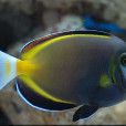 日本刺尾魚 日本刺尾魚