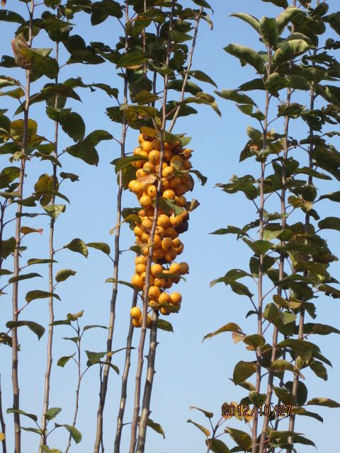 金蜂海棠 金蜂海棠