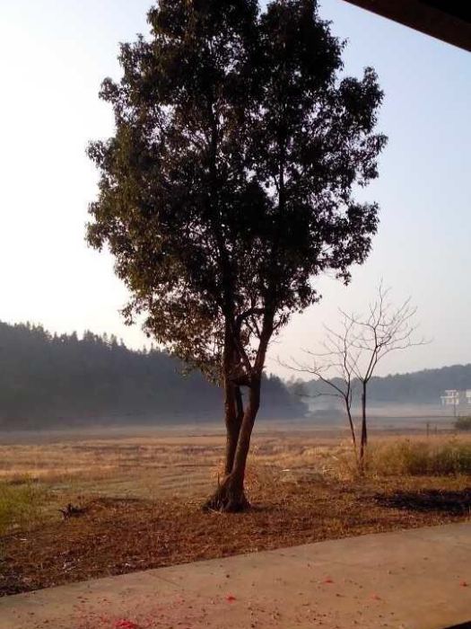 馬水鎮(耒陽市下轄鎮) 馬水鎮(耒陽市下轄鎮)