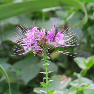 Cleome rosea