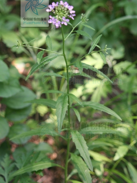 花旗桿屬 花旗桿屬