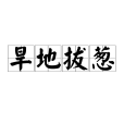 旱地拔蔥 旱地拔蔥