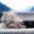 荼靡淚 荼靡淚