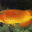 美麗硬仆骨舌魚(金龍魚（骨舌魚屬魚類）)