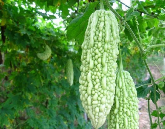 碧豐3號苦瓜 碧豐3號苦瓜