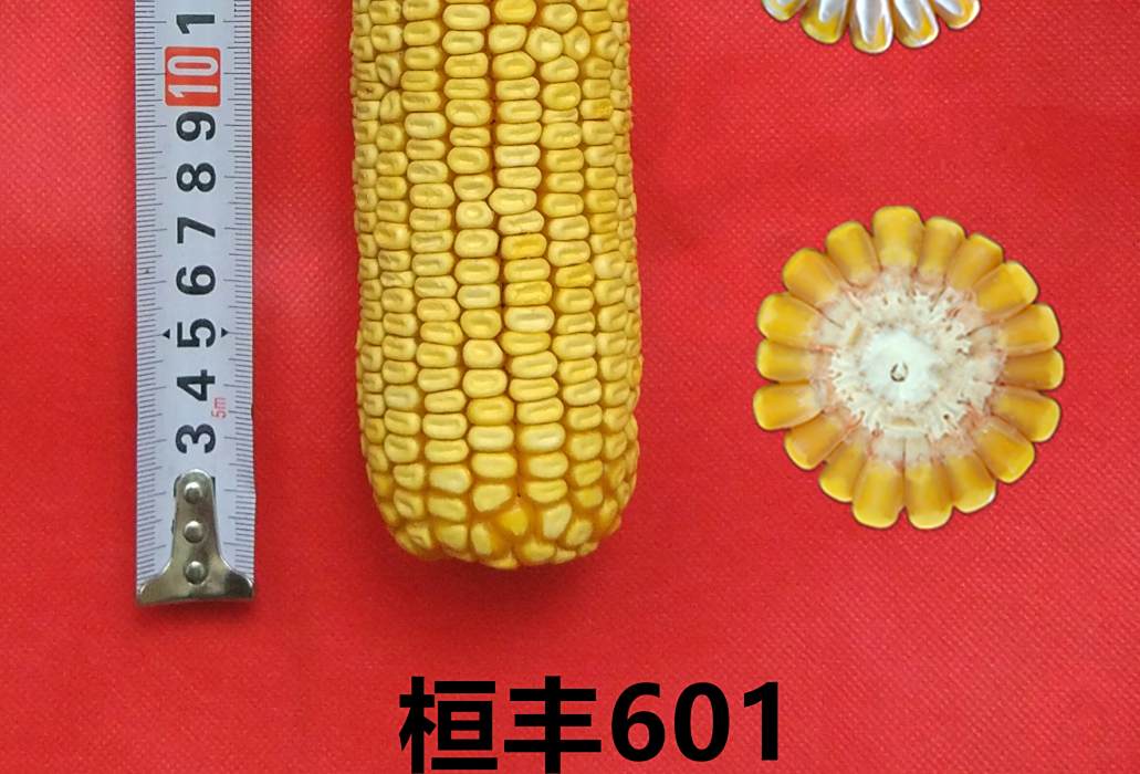桓豐601 桓豐601