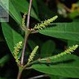 綠背桂花 綠背桂花