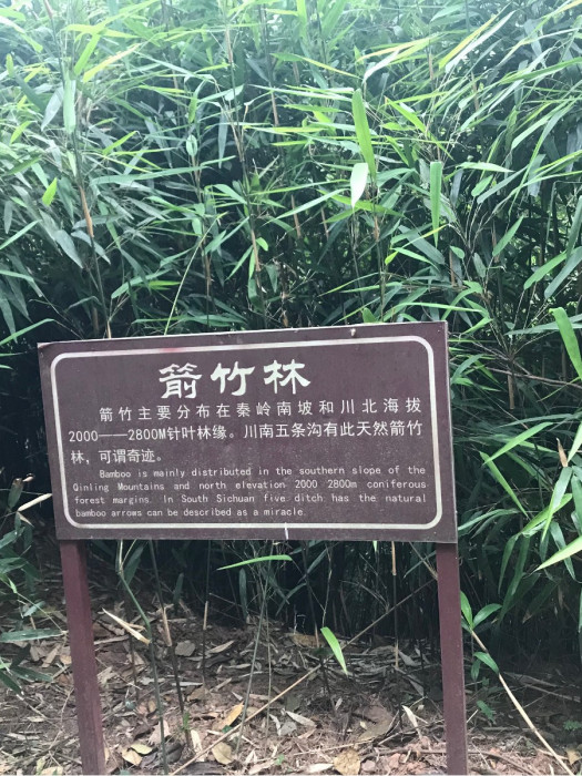 箭竹林(自貢市富順縣李橋鎮五條溝景區內的一處景點) 箭竹林(自貢市富順縣李橋鎮五條溝景區內的一處景點)