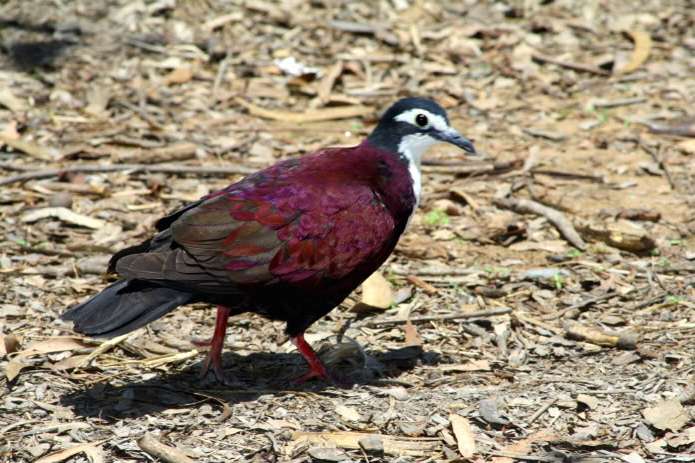 白胸雞鳩 白胸雞鳩