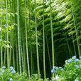 木竹 木竹