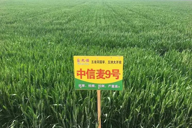 中信麥9號 中信麥9號