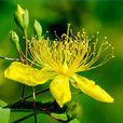 貫葉金絲桃(植物) 貫葉金絲桃(植物)
