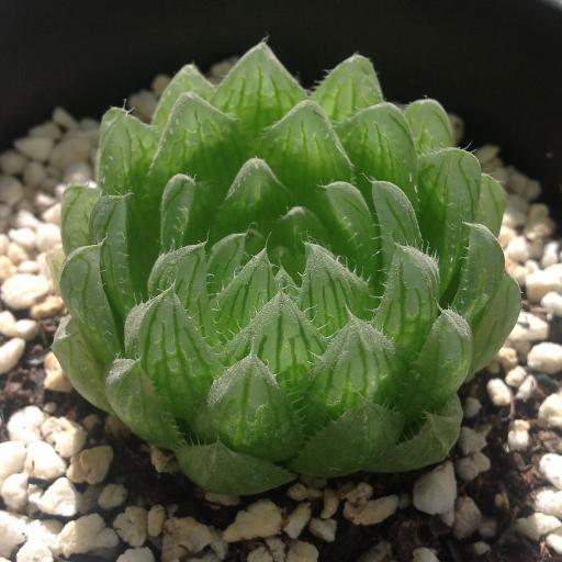 纓水晶 纓水晶