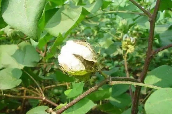 種糯18 種糯18