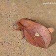 竹黃毛蟲 竹黃毛蟲