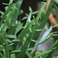 竹節蓼(植物)