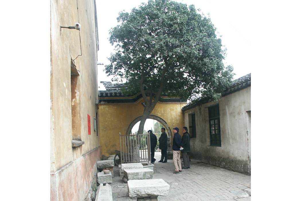 古桂花樹 古桂花樹