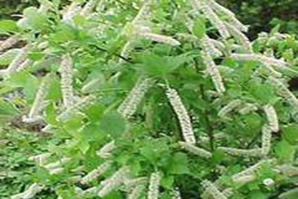 Itea virginica \x27Sprich\x27 LITTLE HENRY
