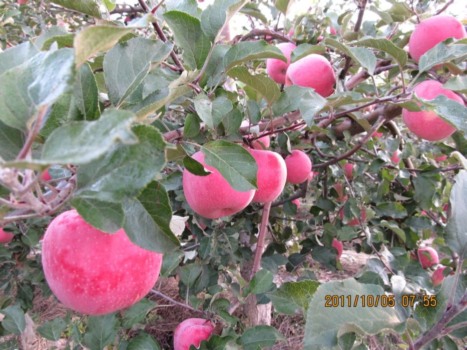 樊梁村 樊梁村