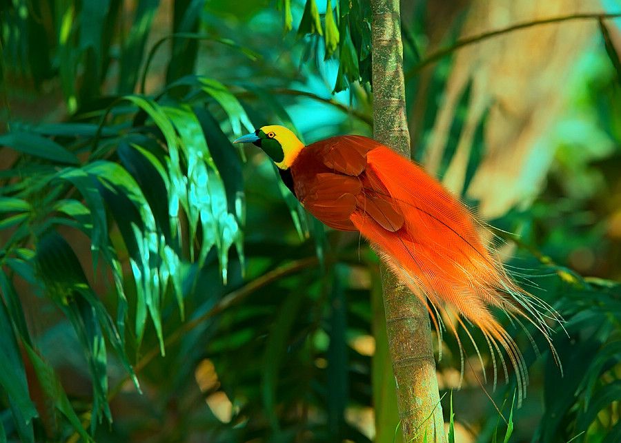 紐幾內亞極樂鳥(巴布亞紐幾內亞國鳥)
