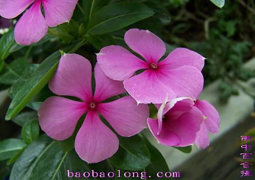 濕瓣花 濕瓣花