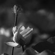 鉛華(張秋寒小說) 鉛華(張秋寒小說)