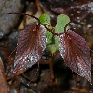 Stigmatodactylus macroglossus