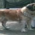 犬腸炎 犬腸炎