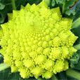 羅馬花椰菜 羅馬花椰菜