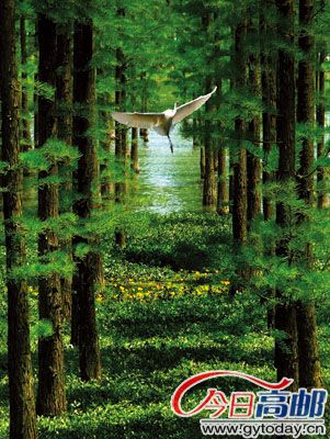 高郵東湖濕地公園-野鴨放飛