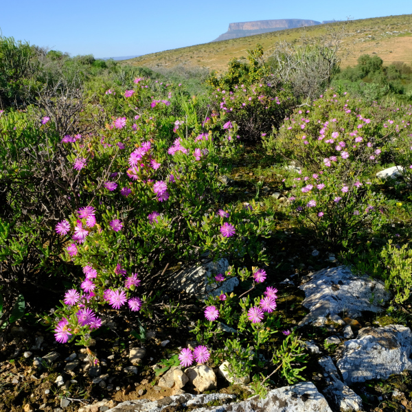 Drosanthemum deciduum