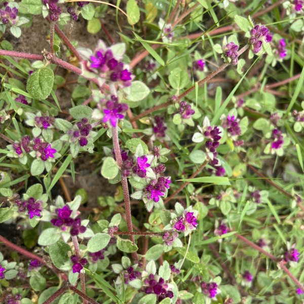 Trianthema patellitectum