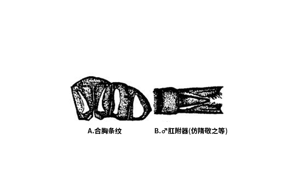 寬痣頭蜓 寬痣頭蜓