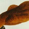 牛舌菌科 牛舌菌科