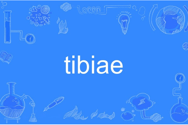 tibiae tibiae