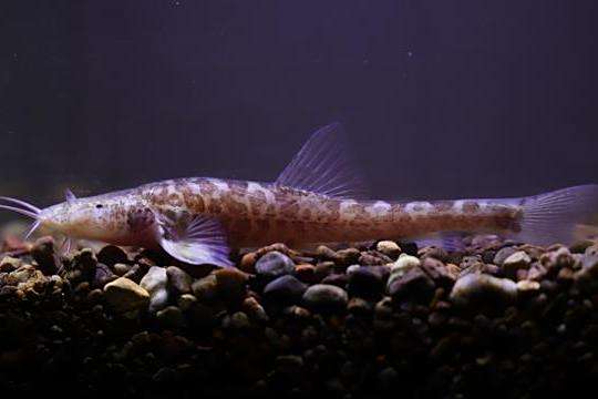 紫雲高原鰍(高原鰍屬洞穴魚新物種)