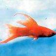 紅箭魚 紅箭魚