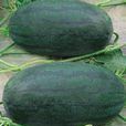 黑金剛(西瓜品種) 黑金剛(西瓜品種)