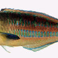 三葉錦魚 三葉錦魚