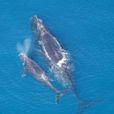 黑露脊鯨(脊美鯨)
