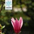 紫玉蘭組 紫玉蘭組