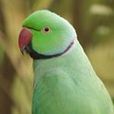 環頸鸚鵡族 環頸鸚鵡族